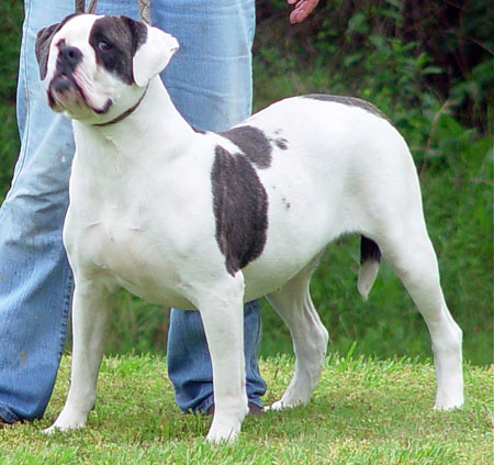 Great Dane and St Bernard traits make the true American Bulldog Great Dane and St Bernard traits make the true American Bulldog