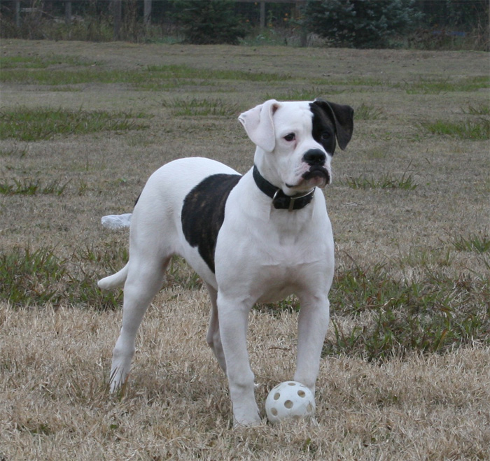 johnson style american bulldog