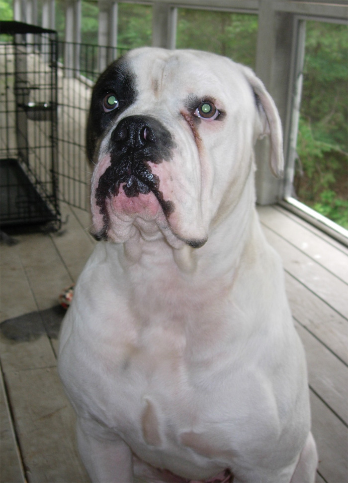 John D. Johnson American Bulldogs - Satisfied Clients