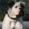 American Bulldog - Rose Valley's Zecharoo - Johnson American Bulldogs American Bulldog - Rose Valley's Zecharoo - Johnson American Bulldogs