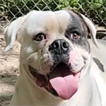 Johnson American Bulldogs - AJ