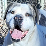 Johnson American Bulldogs - Amelia