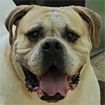 Johnson American Bulldogs - Bammboo