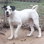 Johnson American Bulldogs - Collette 789 Winnie