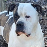 Johnson American Bulldogs - Hank