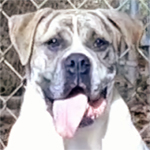 Johnson American Bulldogs - Honey Boo Boo