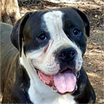 Johnson American Bulldogs - Jethro