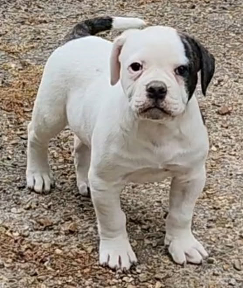 Johnson D. Johnson Kennels Puppy, Female 1