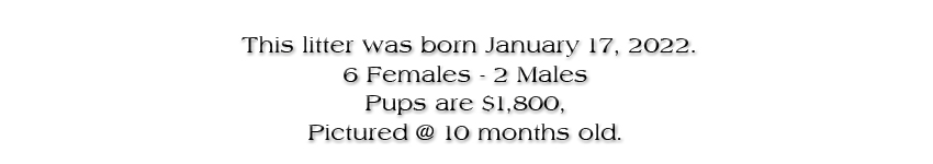 This litter was born on January 17, 2022. She is $1,800.