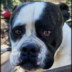Johnson American Bulldogs - Queen