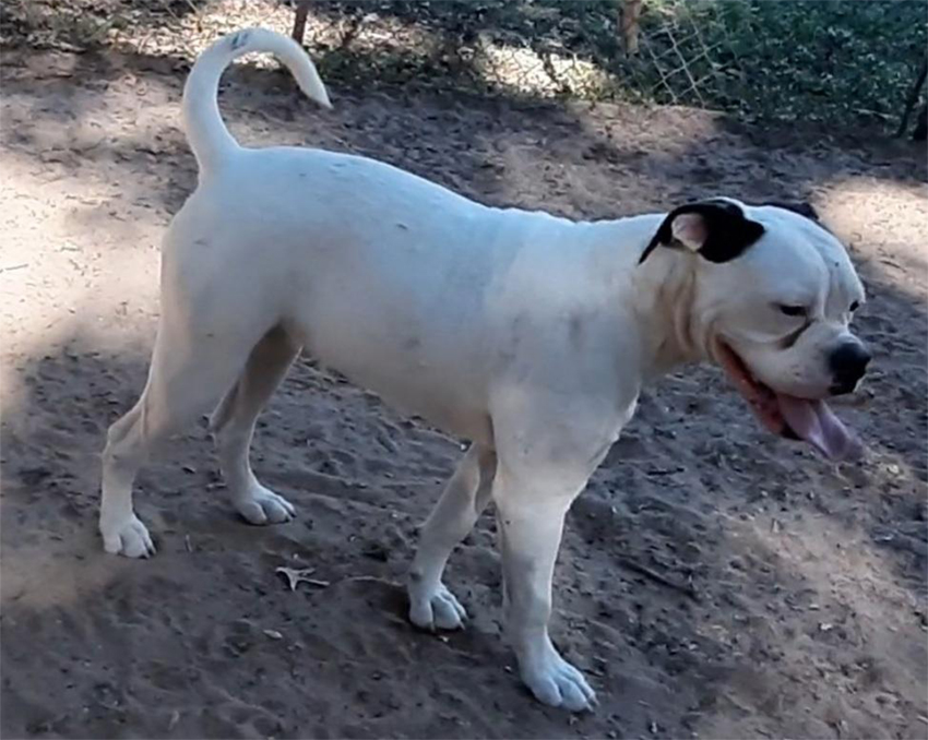 Johnson D. Johnson Kennels Puppy, Female 1