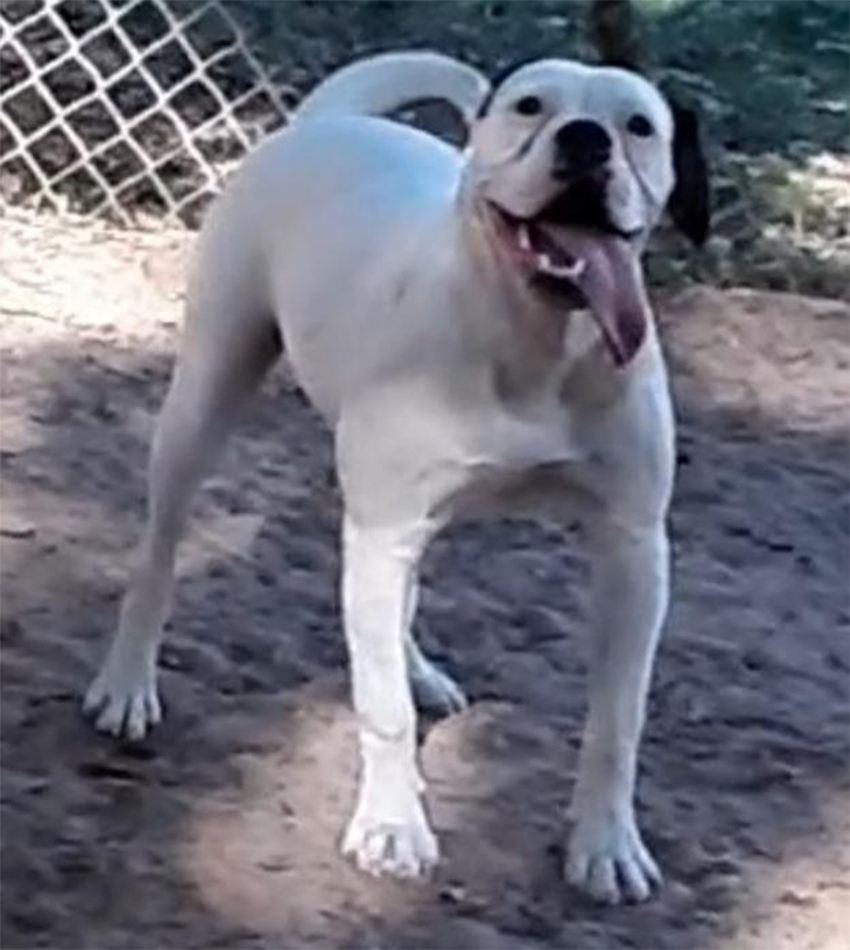 Johnson D. Johnson Kennels Puppy, Female 1