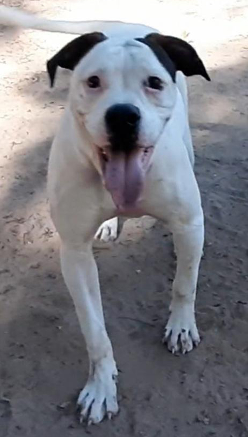 Johnson D. Johnson Kennels Puppy, Female 2