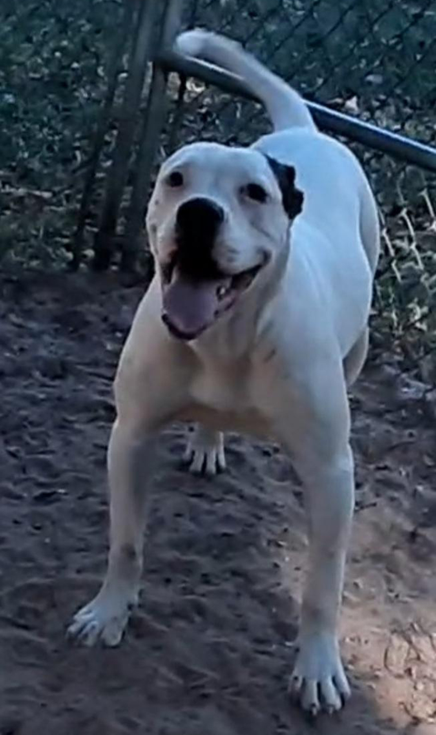 Johnson D. Johnson Kennels Puppy, Female 1