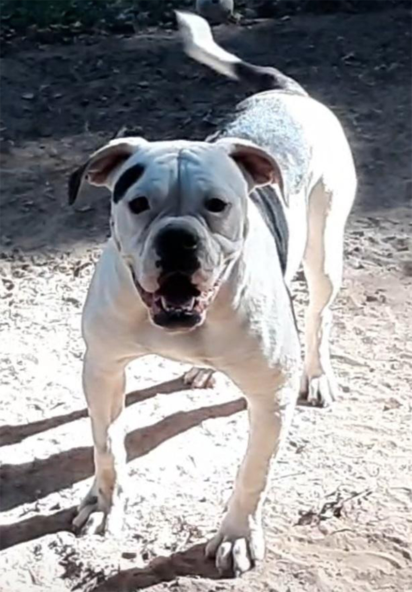 Johnson D. Johnson Kennels Puppy, Female 6