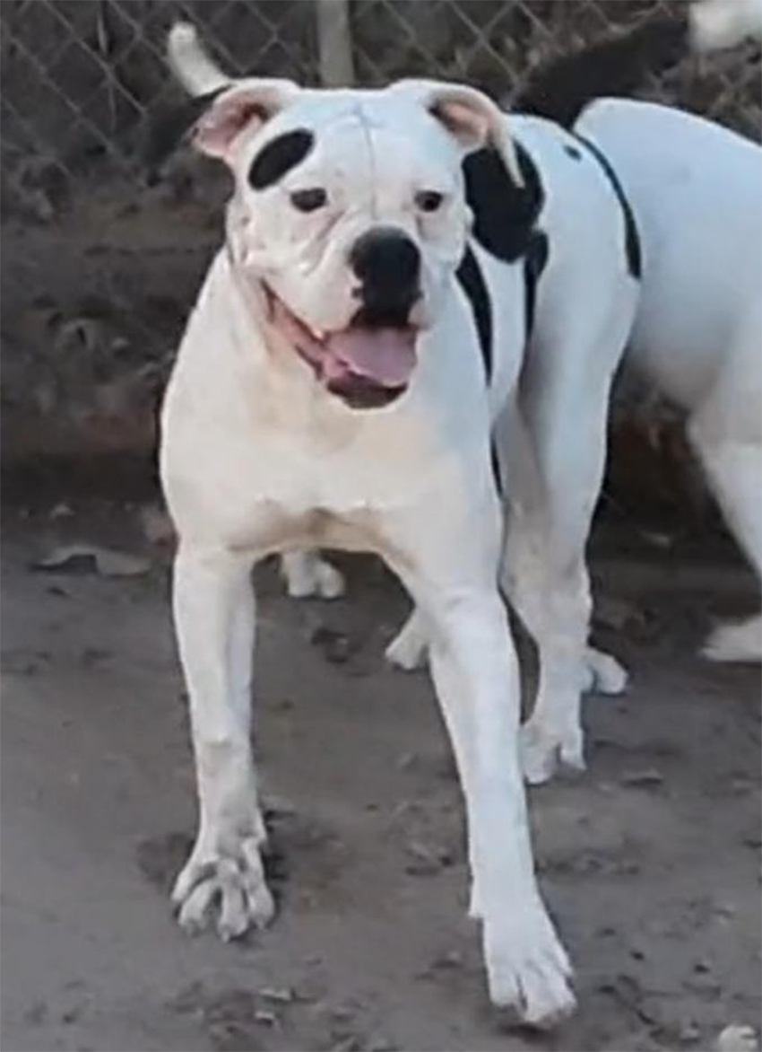 Johnson D. Johnson Kennels Puppy, Female 1