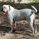 Johnson American Bulldogs - Rebel Rouiser 605
