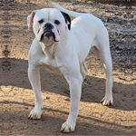 Johnson American Bulldogs - Rebel Rouiser 783 JR