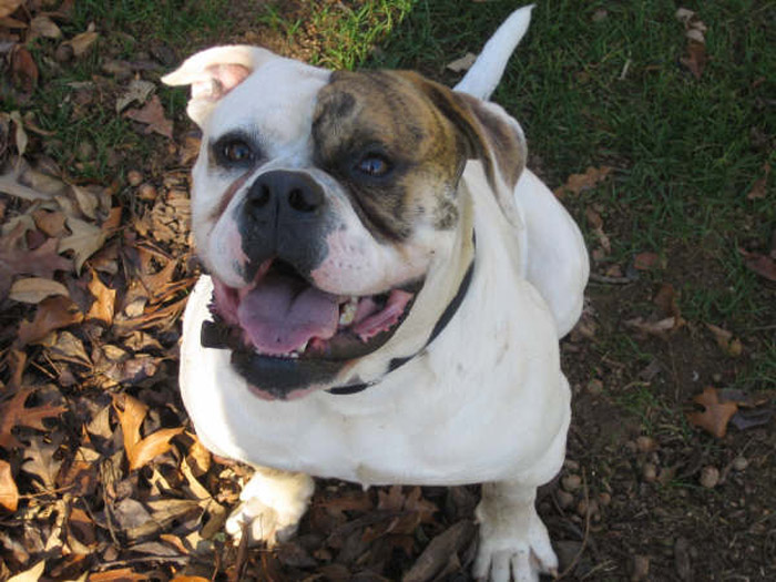 John D. Johnson American Bulldogs - Satisfied Clients