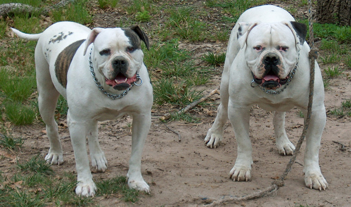 John D. Johnson American Bulldogs - Satisfied Clients