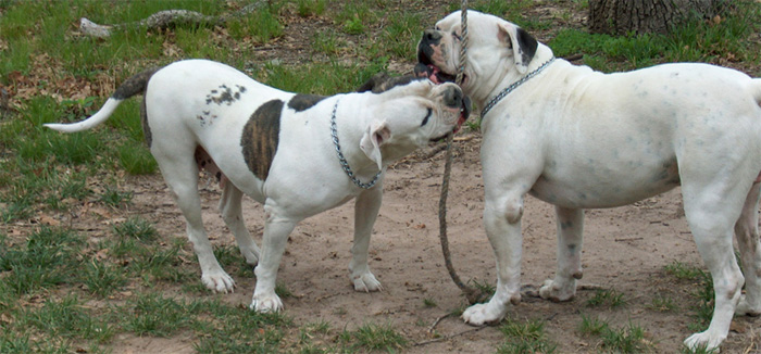 John D. Johnson American Bulldogs - Satisfied Clients