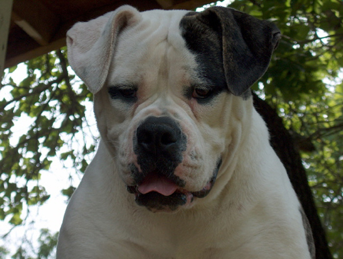 John D. Johnson American Bulldogs - Satisfied Clients
