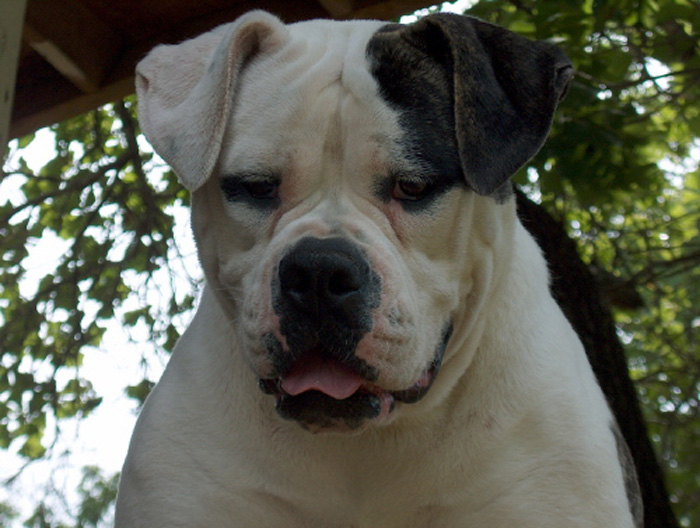 John D. Johnson American Bulldogs - Satisfied Clients