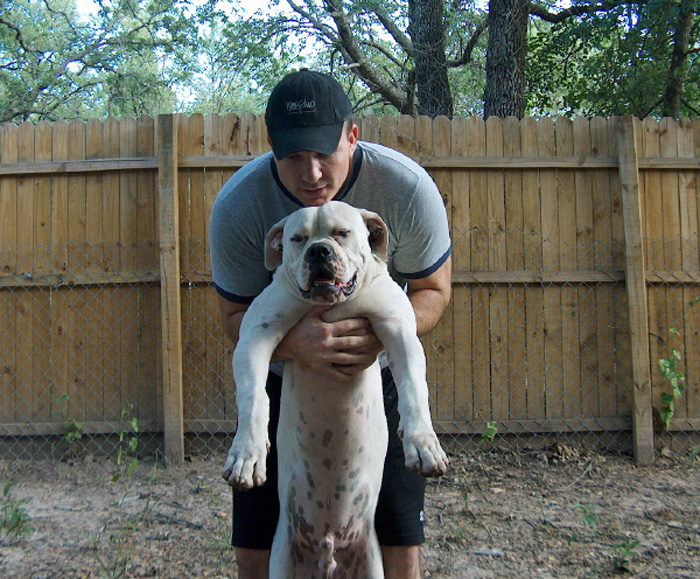 John D. Johnson American Bulldogs - Satisfied Clients