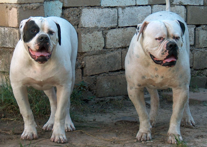 John D. Johnson American Bulldogs - Satisfied Clients