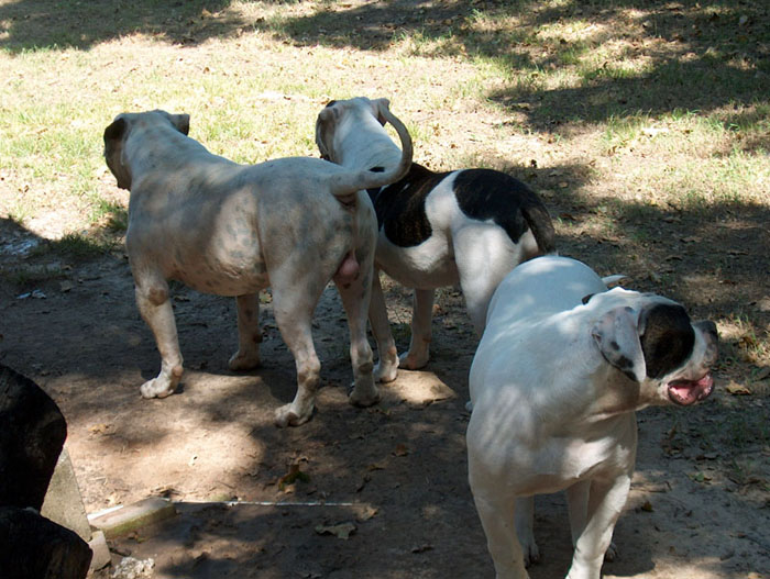 John D. Johnson American Bulldogs - Satisfied Clients