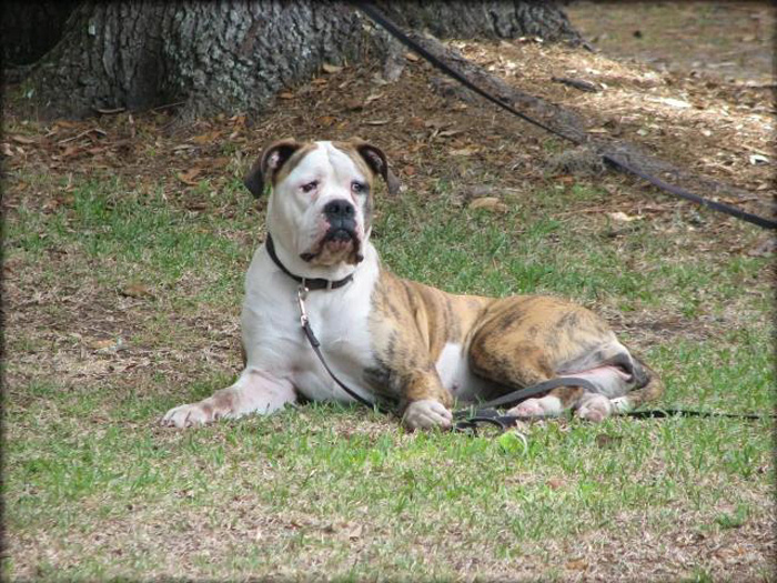 John D. Johnson American Bulldogs - Satisfied Clients