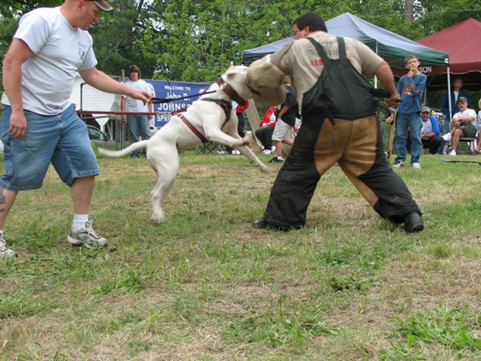 John D. Johnson American Bulldogs - Satisfied Clients