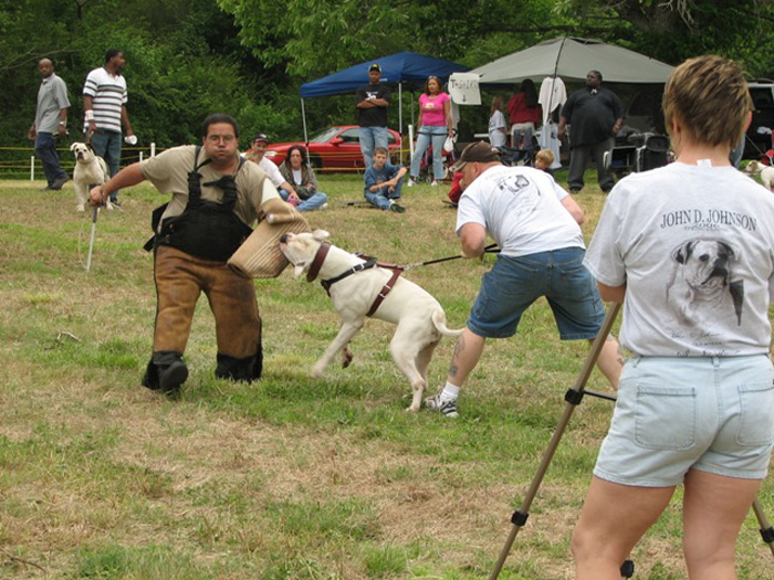 John D. Johnson American Bulldogs - Satisfied Clients