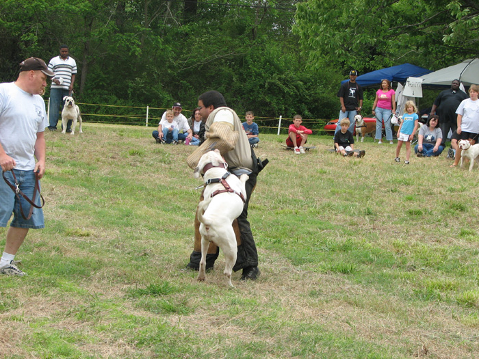 John D. Johnson American Bulldogs - Satisfied Clients