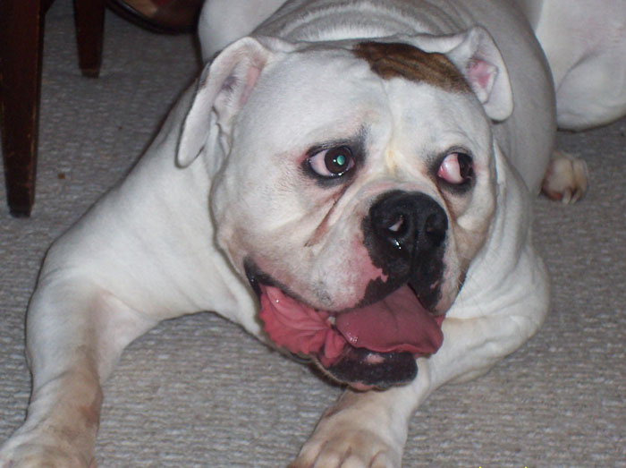 John D. Johnson American Bulldogs - Satisfied Clients