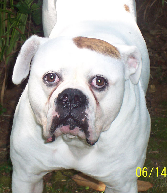 John D. Johnson American Bulldogs - Satisfied Clients