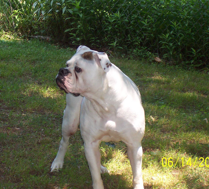 John D. Johnson American Bulldogs - Satisfied Clients