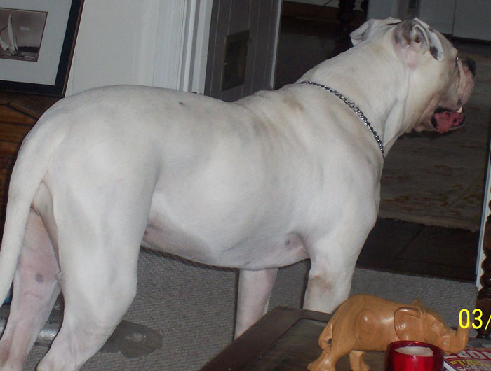 John D. Johnson American Bulldogs - Satisfied Clients