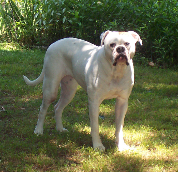 John D. Johnson American Bulldogs - Satisfied Clients