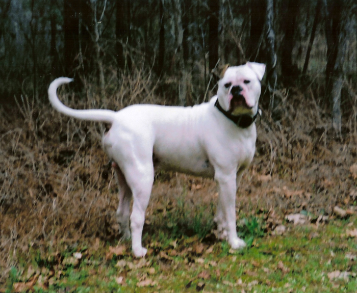 John D. Johnson American Bulldogs - Satisfied Clients