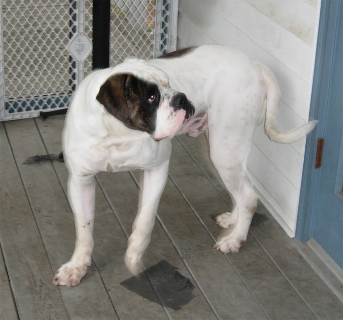 John D. Johnson American Bulldogs - Satisfied Clients