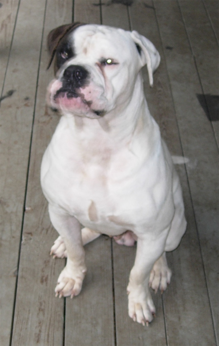 John D. Johnson American Bulldogs - Satisfied Clients