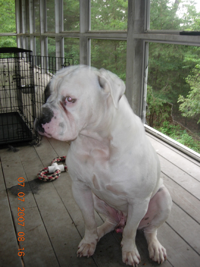 John D. Johnson American Bulldogs - Satisfied Clients