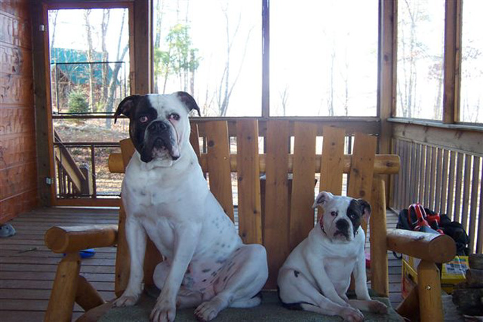 John D. Johnson American Bulldogs - Satisfied Clients