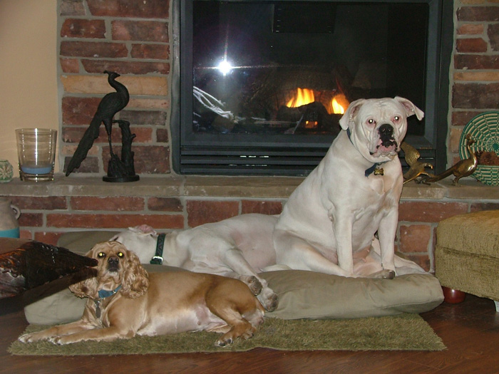 John D. Johnson American Bulldogs - Satisfied Clients