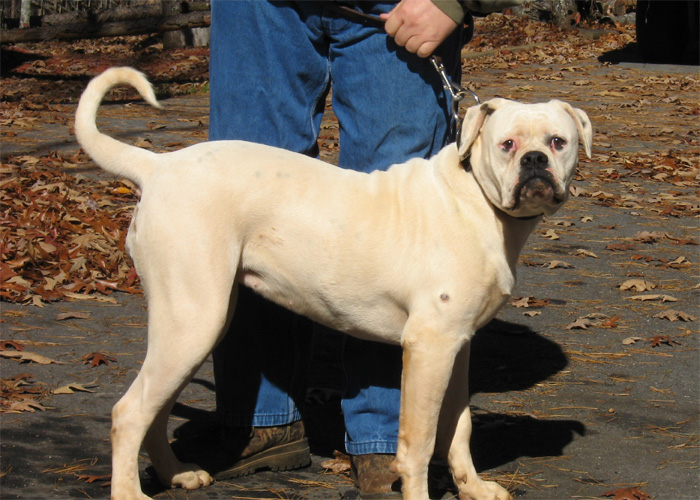 John D. Johnson American Bulldogs - Satisfied Clients