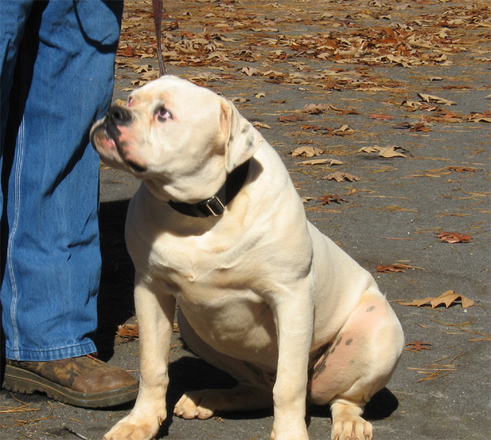 John D. Johnson American Bulldogs - Satisfied Clients