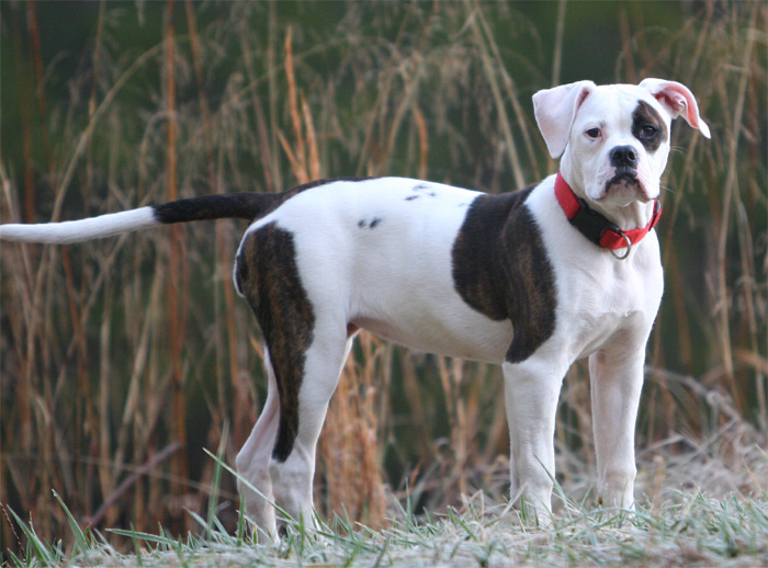 John D. Johnson American Bulldogs - Satisfied Clients