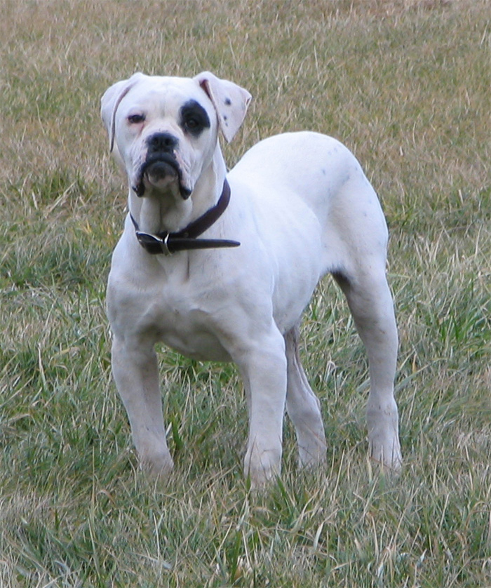 John D. Johnson American Bulldogs - Satisfied Clients