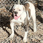 Johnson American Bulldogs - Sugar Doll 700